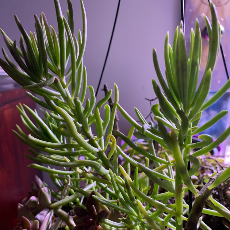 Healthy Succulent Bush Senecio with elongated green leaves in a hanging pot.