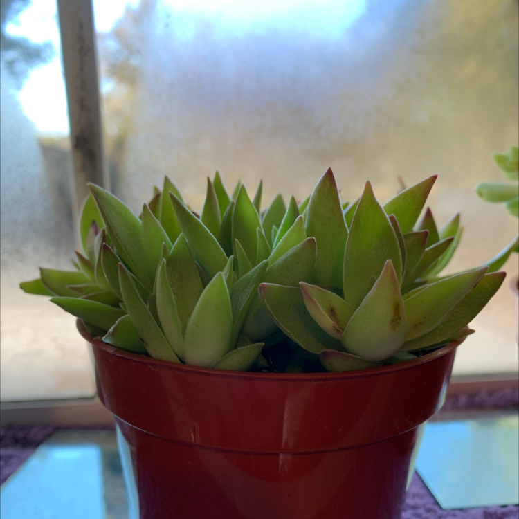 Photo of the plant species Pagoda Village by Sheila named Your plant on Greg, the plant care app