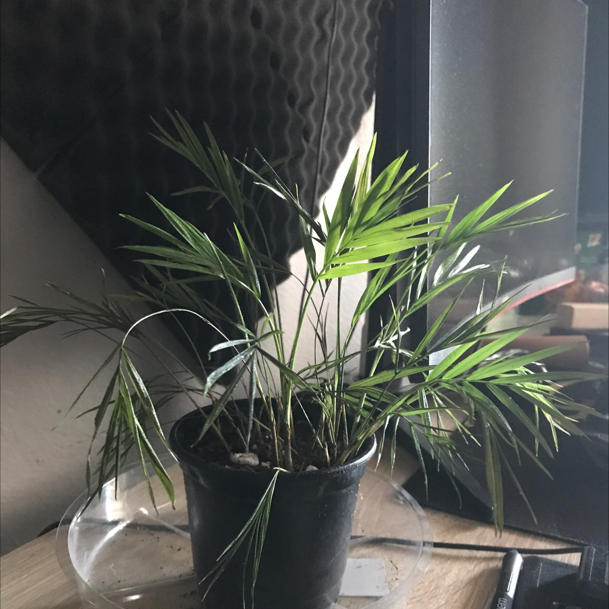 Parlour Palm plant photo by @_Gnomad named Freddy on Greg, the plant care app.