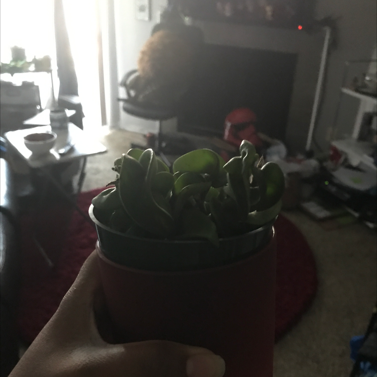 Hoya carnosa 'Compacta' plant photo by @_Gnomad named Heidi on Greg, the plant care app.