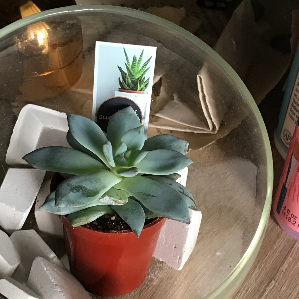 Mexican Snowball plant photo by @_Gnomad named Remington on Greg, the plant care app.
