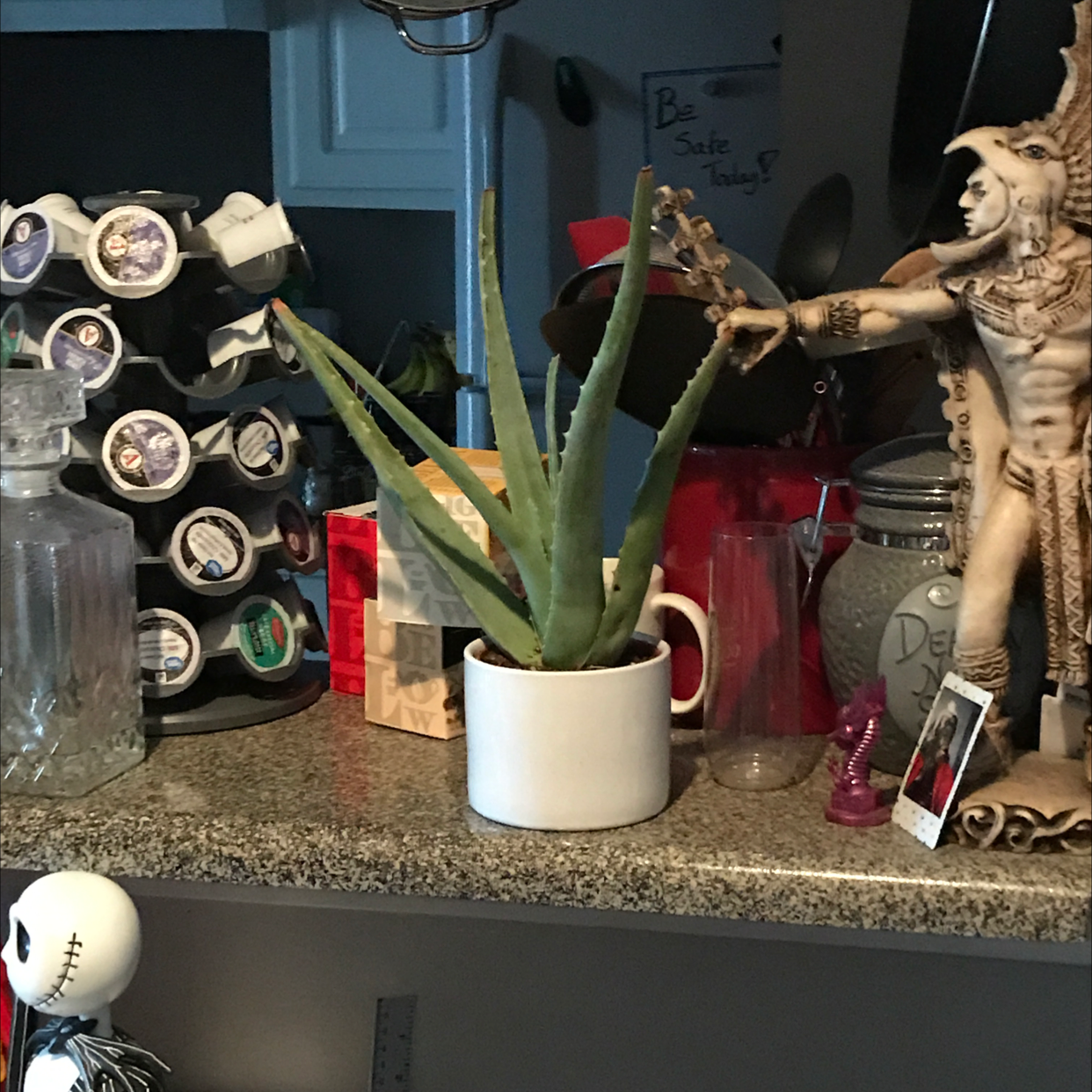 Aloe vera plant photo by @_Gnomad named Princess Vera on Greg, the plant care app.