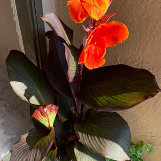 Canna Lily plant in Somewhere on Earth