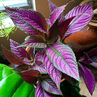 persian shield plant in Somewhere on Earth