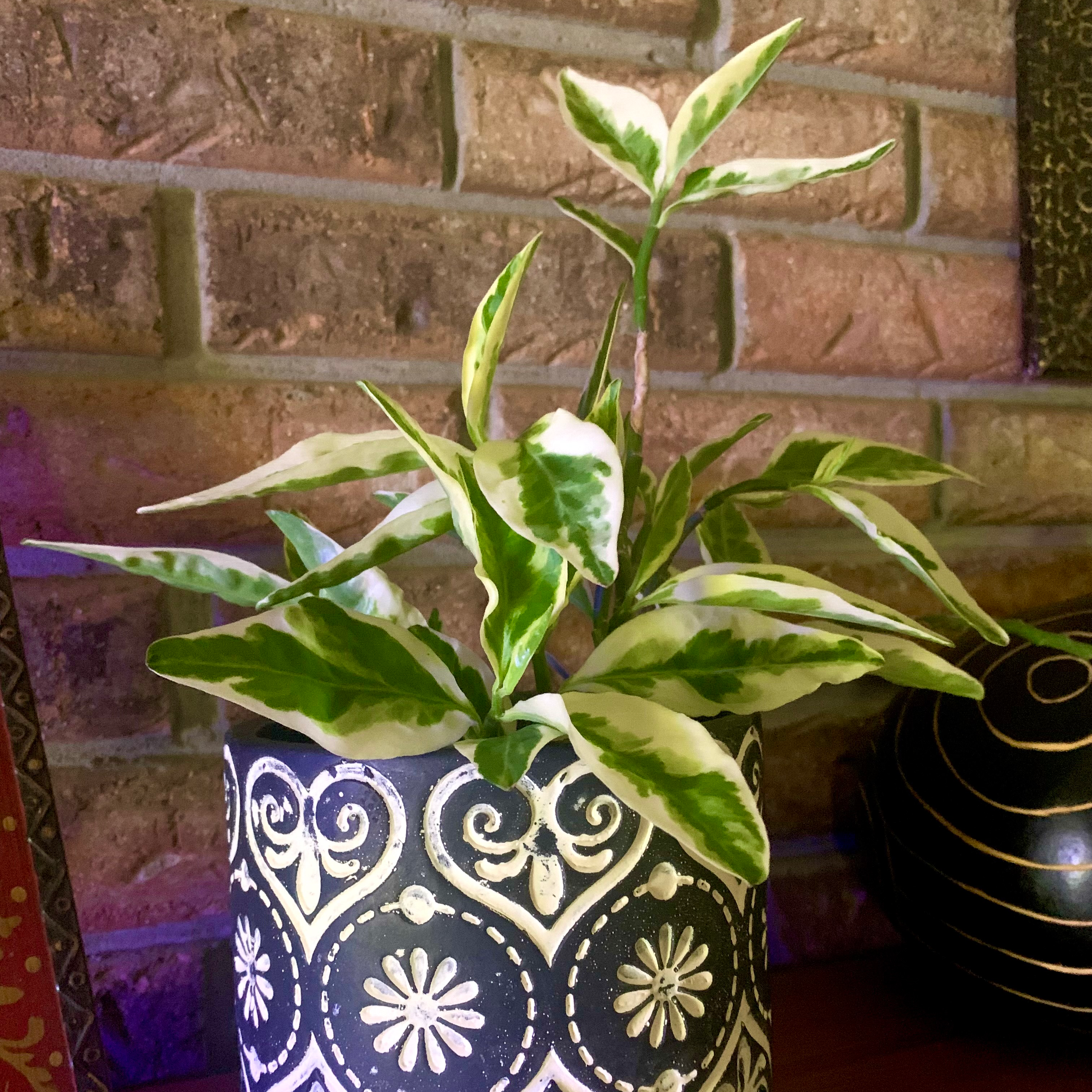 Plant care for Devil's Claw on Greg, the plant care app