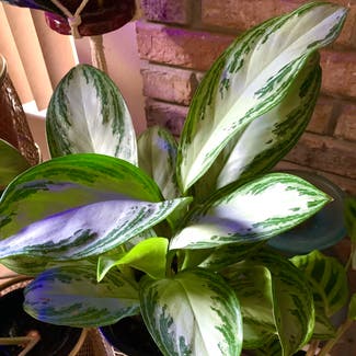Chinese Evergreen plant in Somewhere on Earth