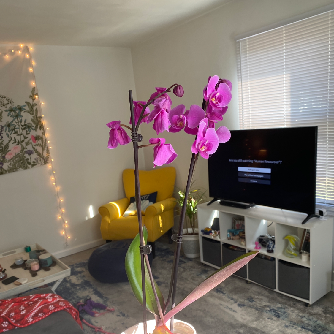 Phalaenopsis orchid with purple flowers in a living room setting.