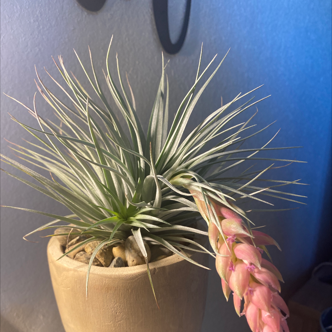 Photo of the plant species Tillandsia Stricta by @BaileyAckerman19 named Athena on Greg, the plant care app