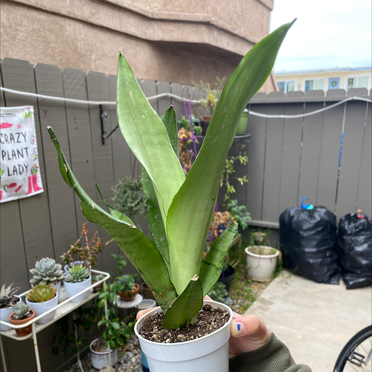 Why Is My Silver Snake Plant Not Doing Well?
