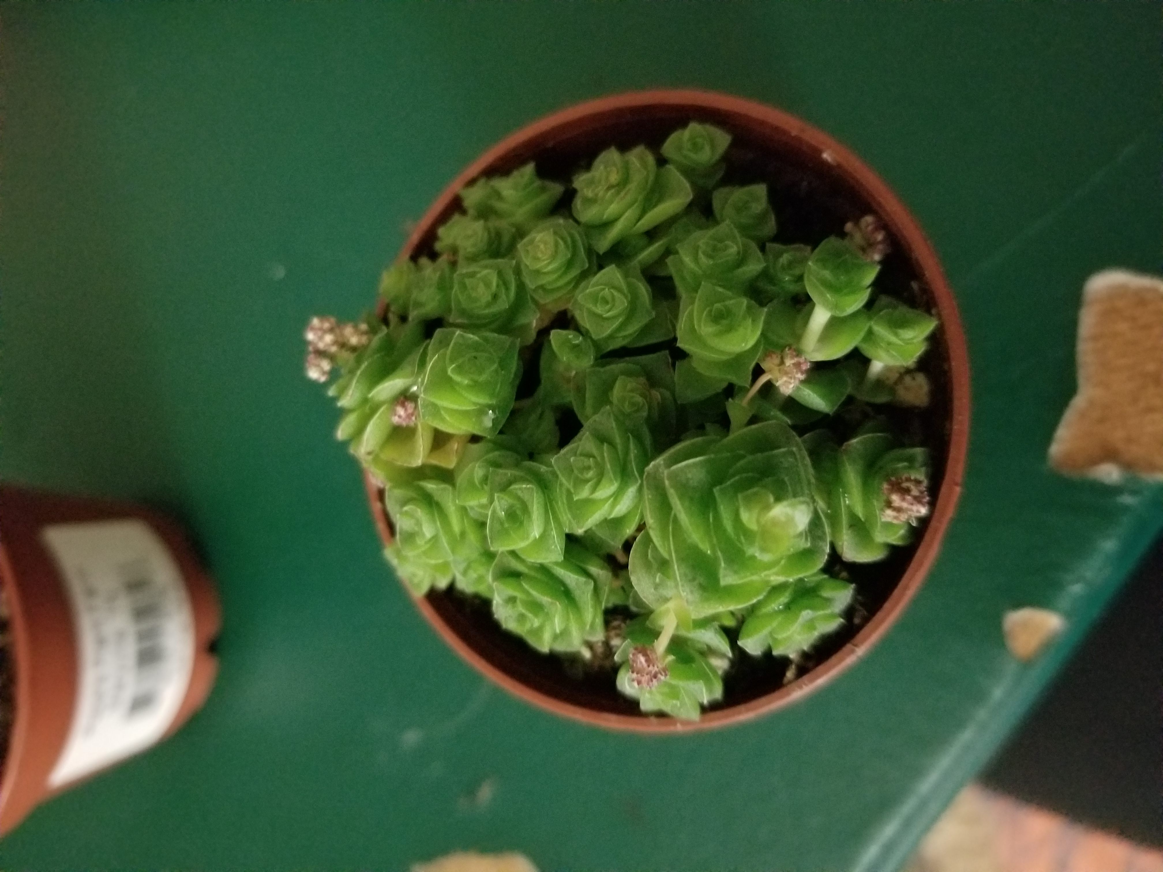 Photo of the plant species Crassula hemisphaerica by @xjulesxfaithx named Aphrodite on Greg, the plant care app