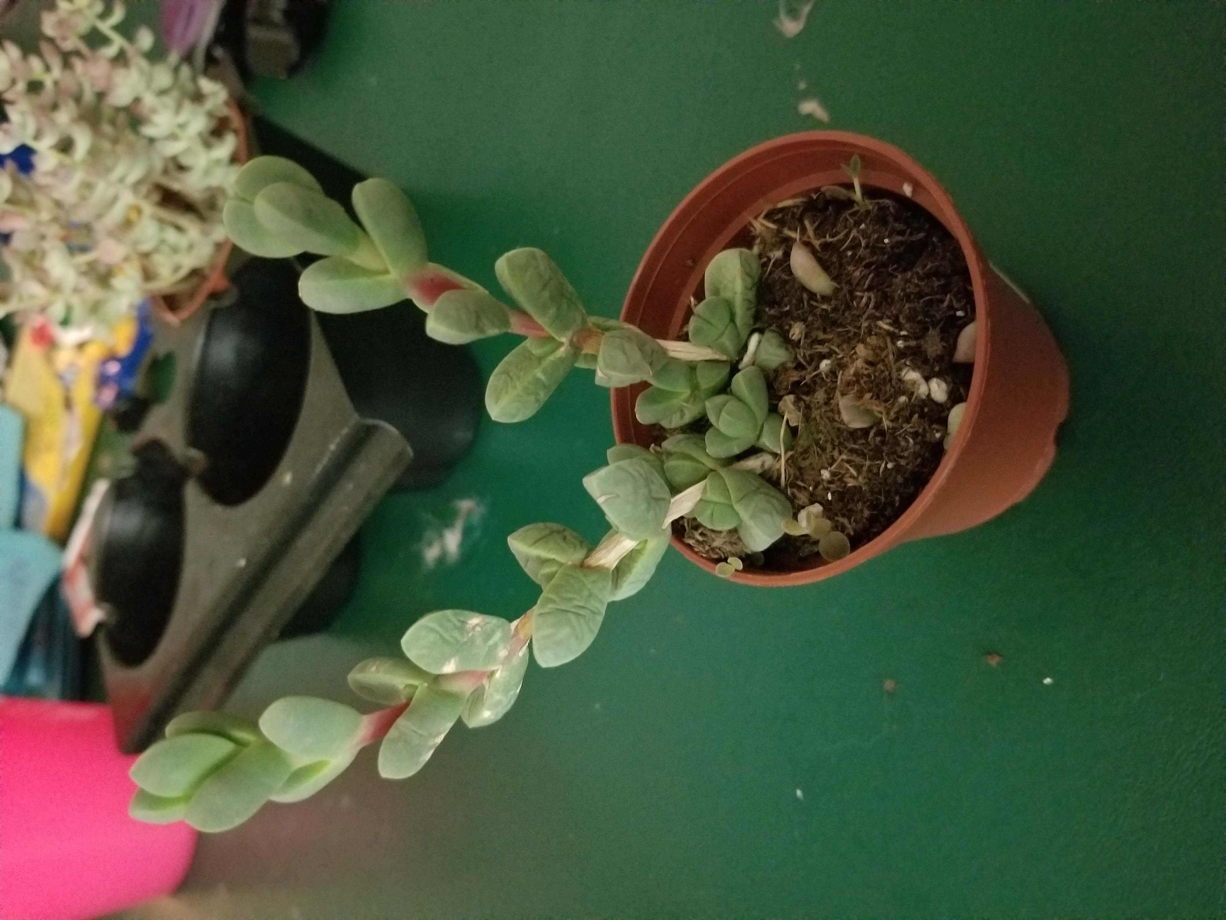 Potted Astridia velutina plant with healthy green succulent leaves.