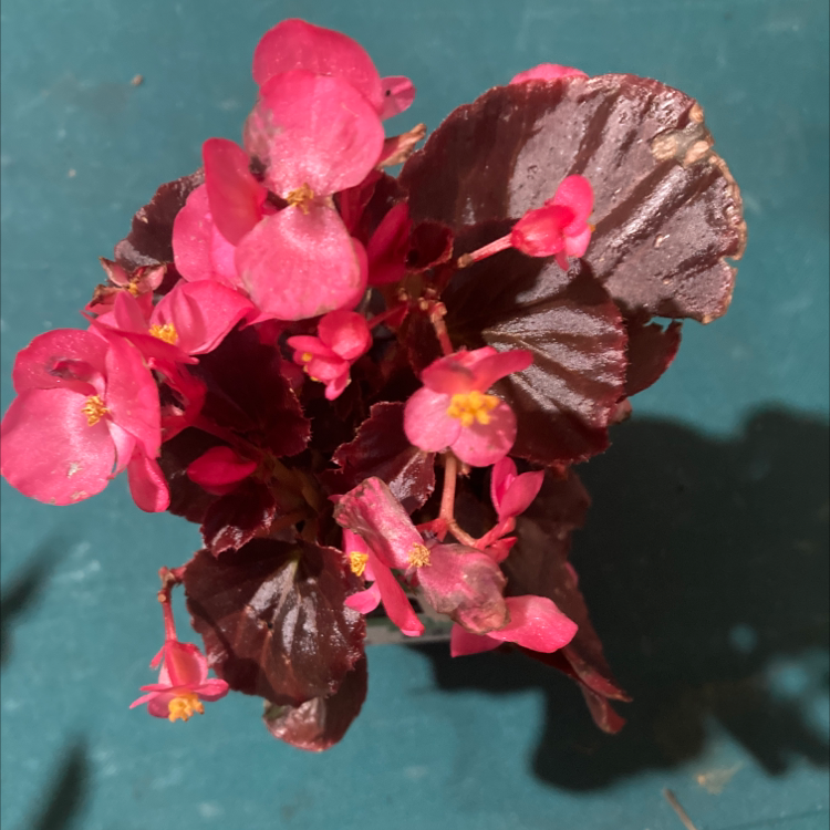 Photo of the plant species Clubed Begonia by @GemPitayita named Kaylee on Greg, the plant care app