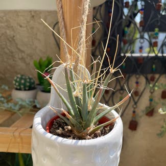 Agave Cactus plant in Irvine, California