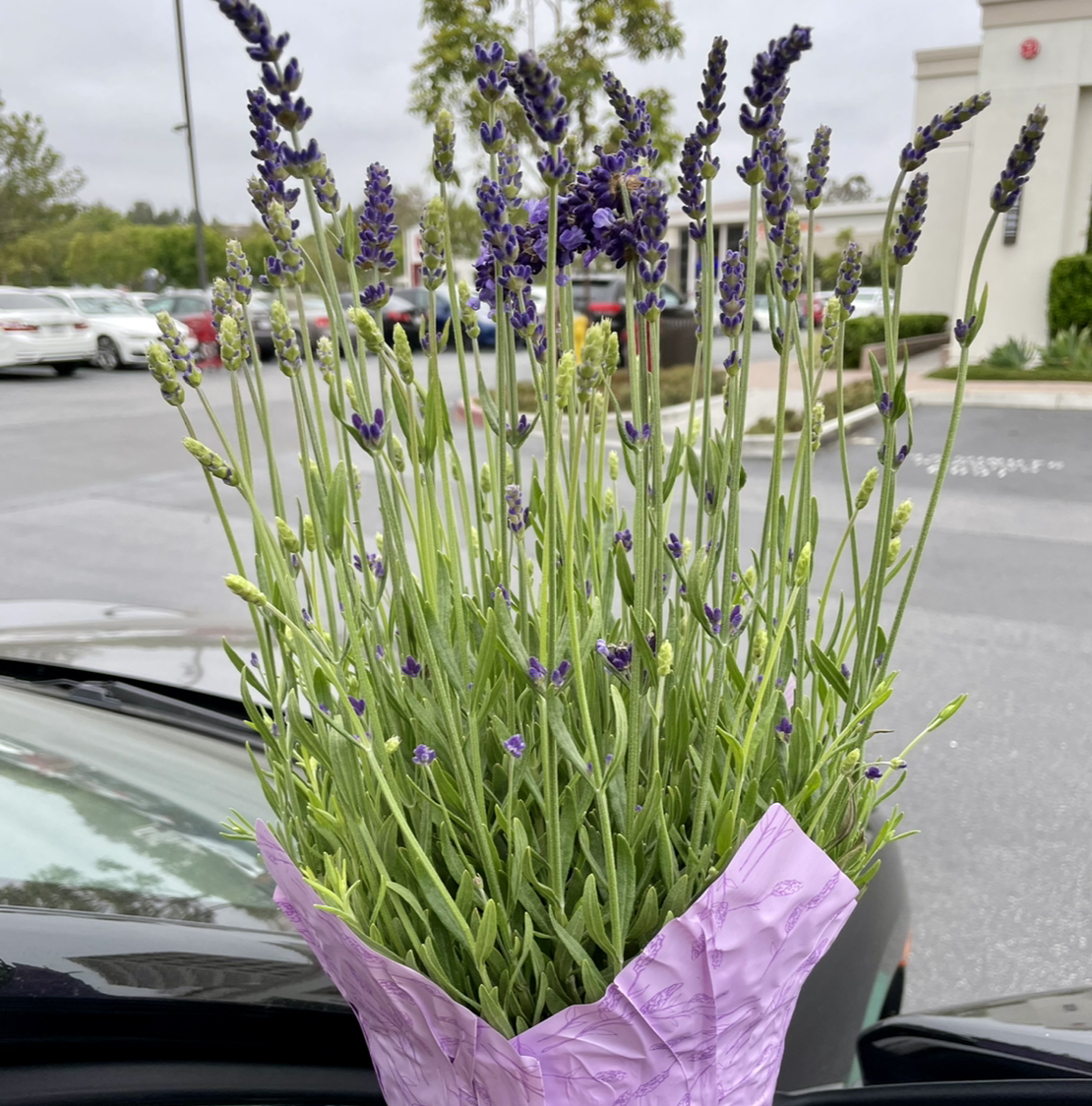 English Lavender plant photo by @00Severijn named Beatriz on Greg, the plant care app.