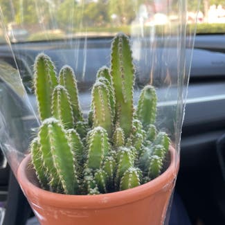 Fairy Castle Cactus plant in Irvine, California