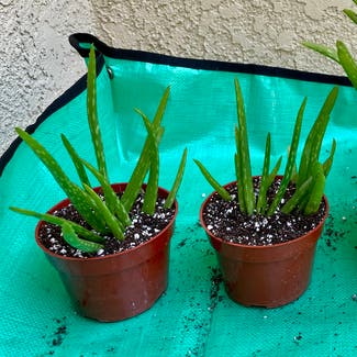 Aloe vera plant in Irvine, California