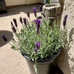 Lavender plant photo by @00Severijn named Lyra on Greg, the plant care app.