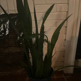 Snake Plant plant in Cleveland Heights, Ohio