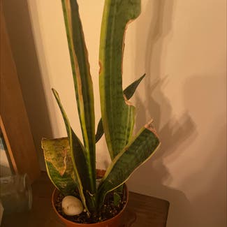 Snake Plant plant in Cleveland Heights, Ohio