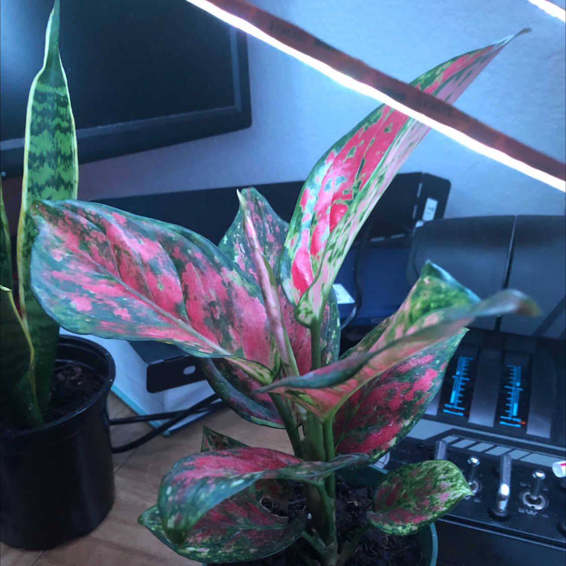 Aglaonema 'Red Valentine' plant with vibrant red and green leaves in an indoor setting.