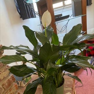 Peace Lily plant in Hamilton, New Jersey