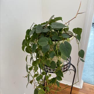 Heartleaf Philodendron plant in Hamilton, New Jersey