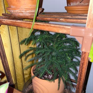 Norfolk Island Pine plant in Hamilton, New Jersey