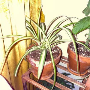Spider Plant plant photo by @goblinbabe named Charlotte on Greg, the plant care app.