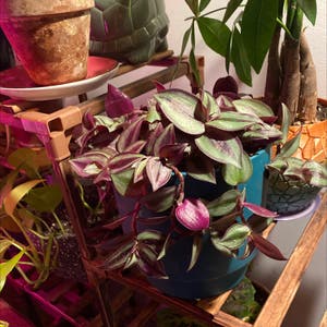 Tradescantia Zebrina plant photo by @goblinbabe named Amethyst on Greg, the plant care app.