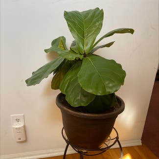 Fiddle Leaf Fig plant in Hamilton, New Jersey