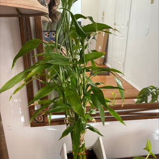 Lucky Bamboo plant in Hamilton, New Jersey