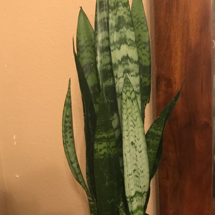 Snake Plant plant photo by @Cammy named Black Coral Snake Plant on Greg, the plant care app.