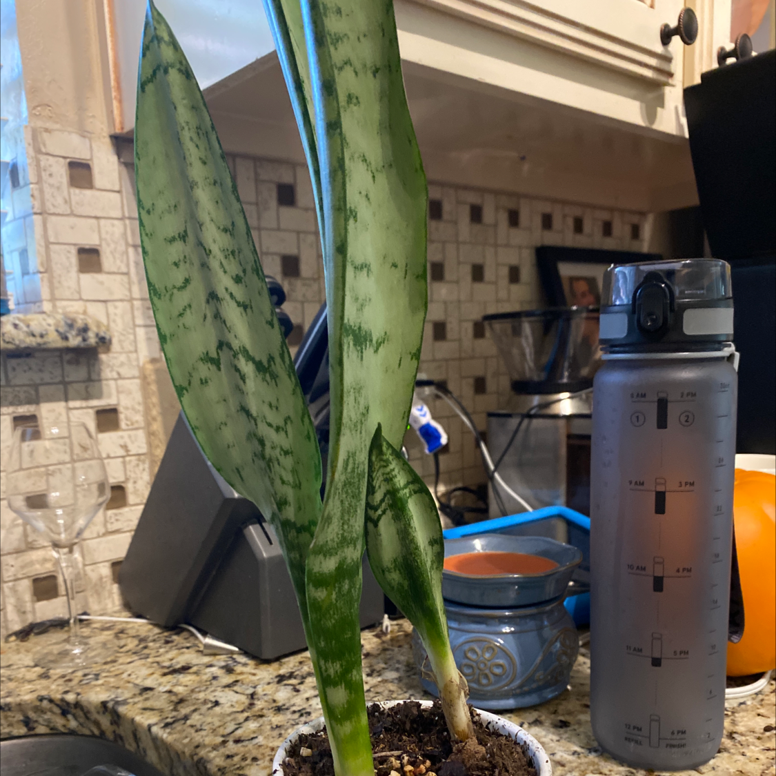 Black Coral Snake Plant with two prominent leaves in a kitchen setting.