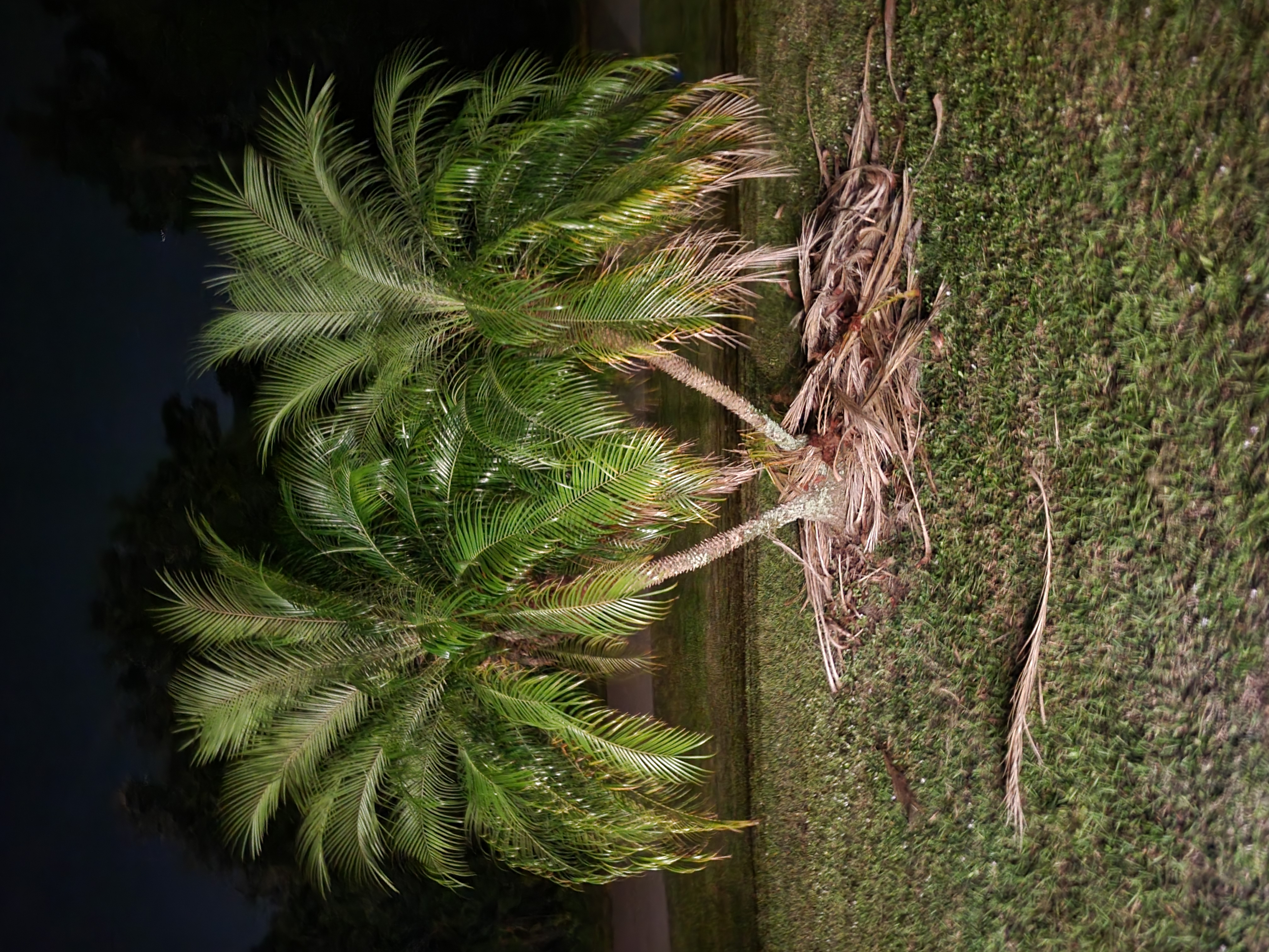 Photo of the plant species sago palm by @LovelyWormseed named Date Palm on Greg, the plant care app