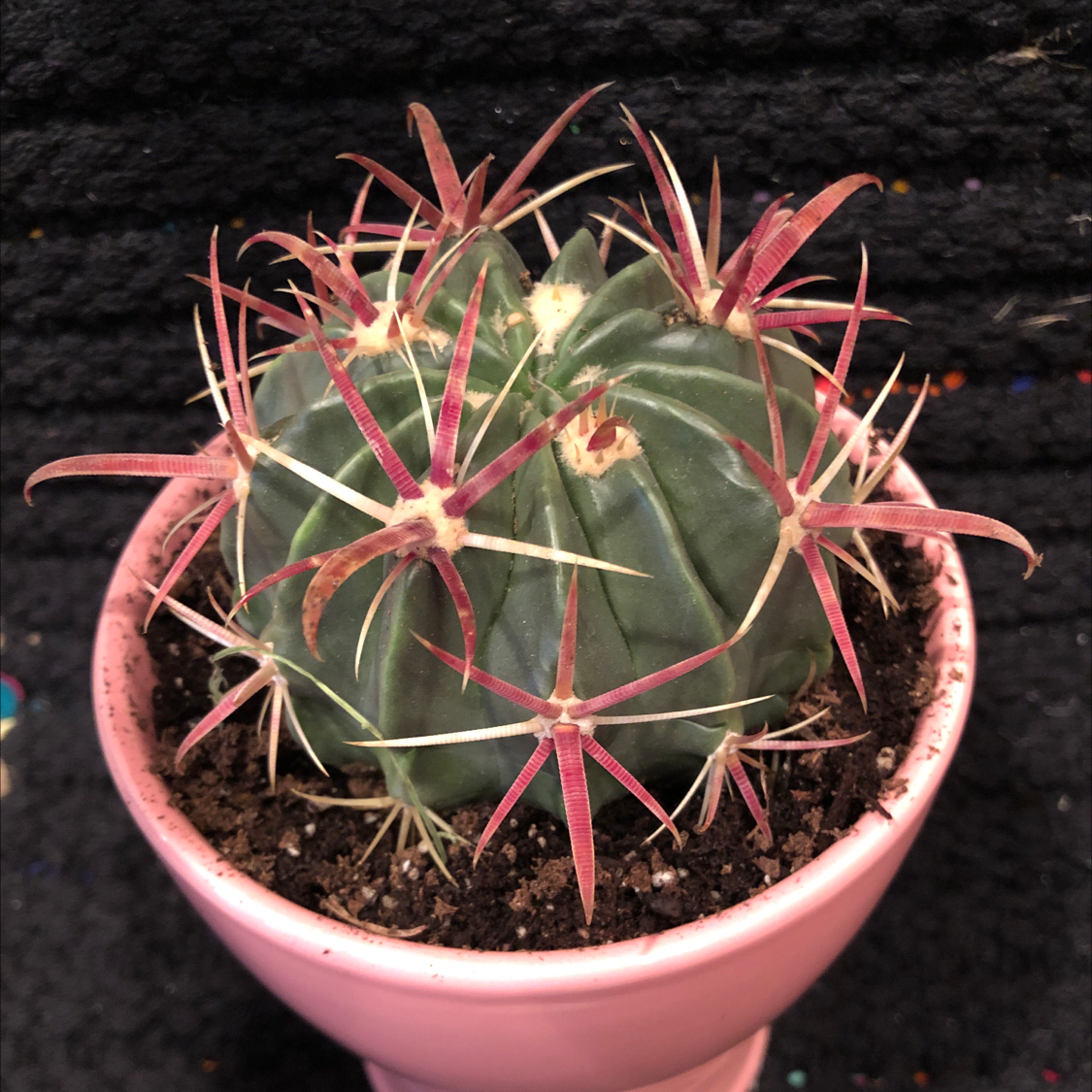 Devil's Tongue Barrel Cactus in a pink pot with visible soil, well-framed and in focus.