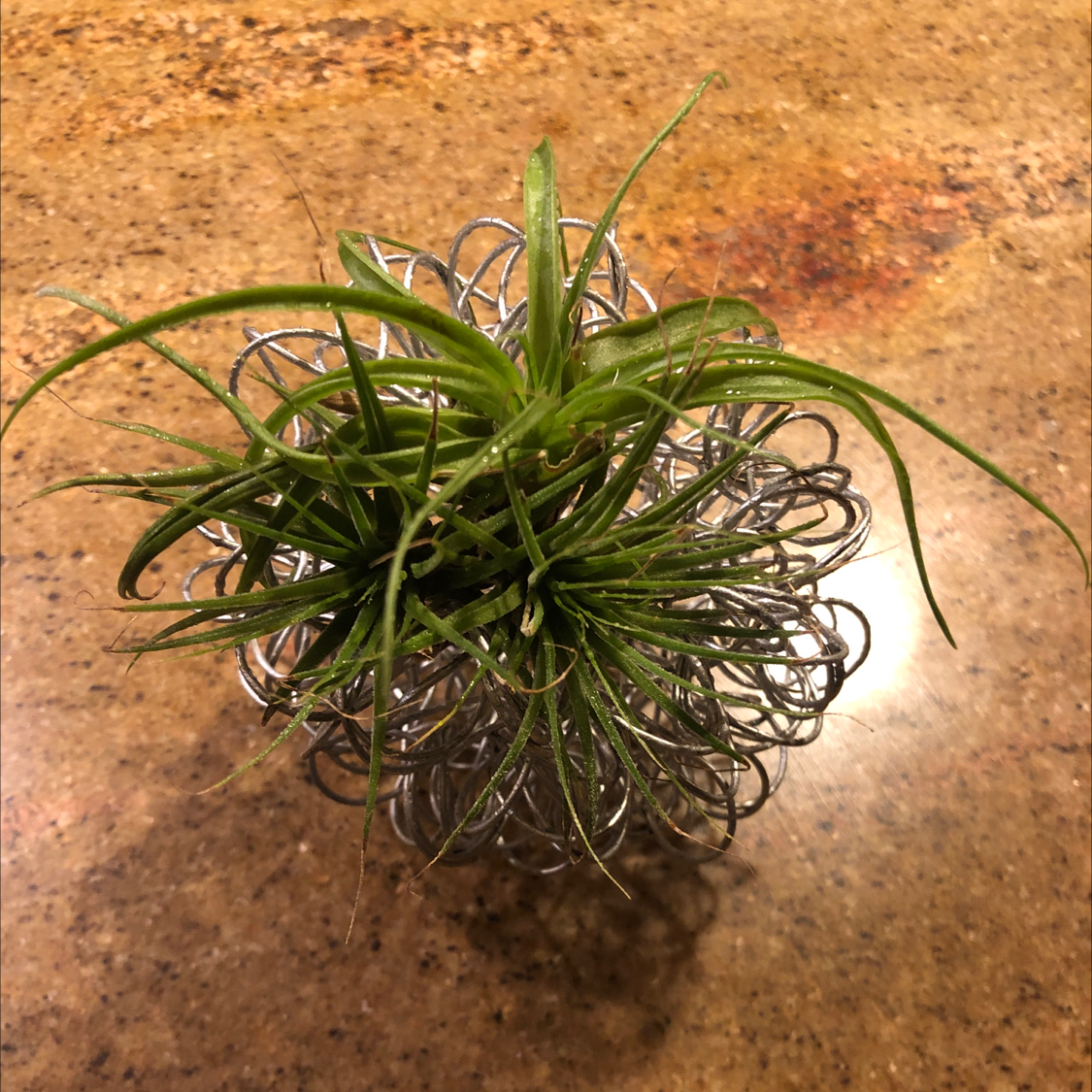 Small Ballmoss plant on a surface, appearing healthy with green leaves.