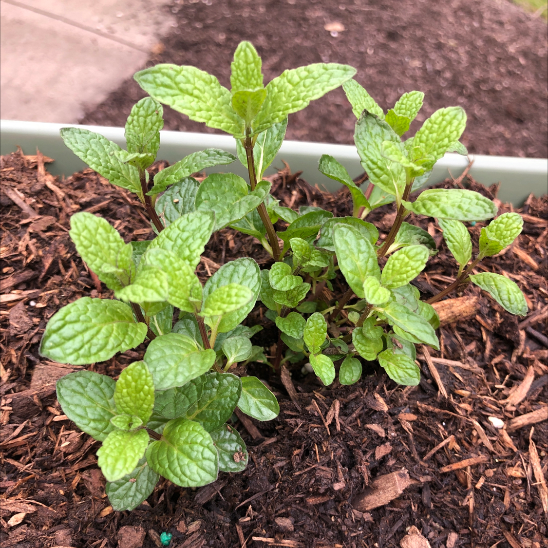 Healthy spearmint plant with vibrant green leaves in well-maintained soil.
