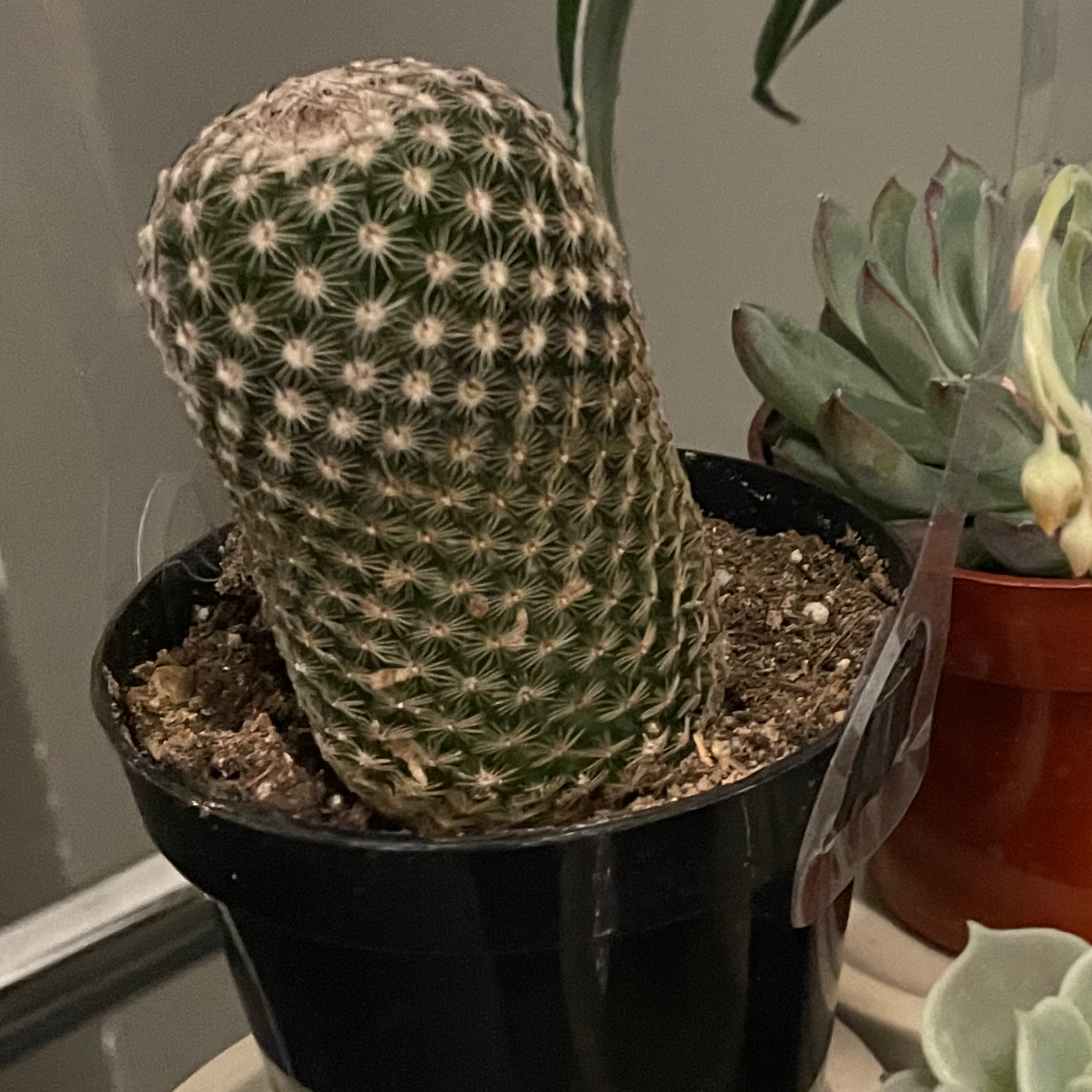 Comb Hedgehog Cactus in a black pot with other plants in the background.