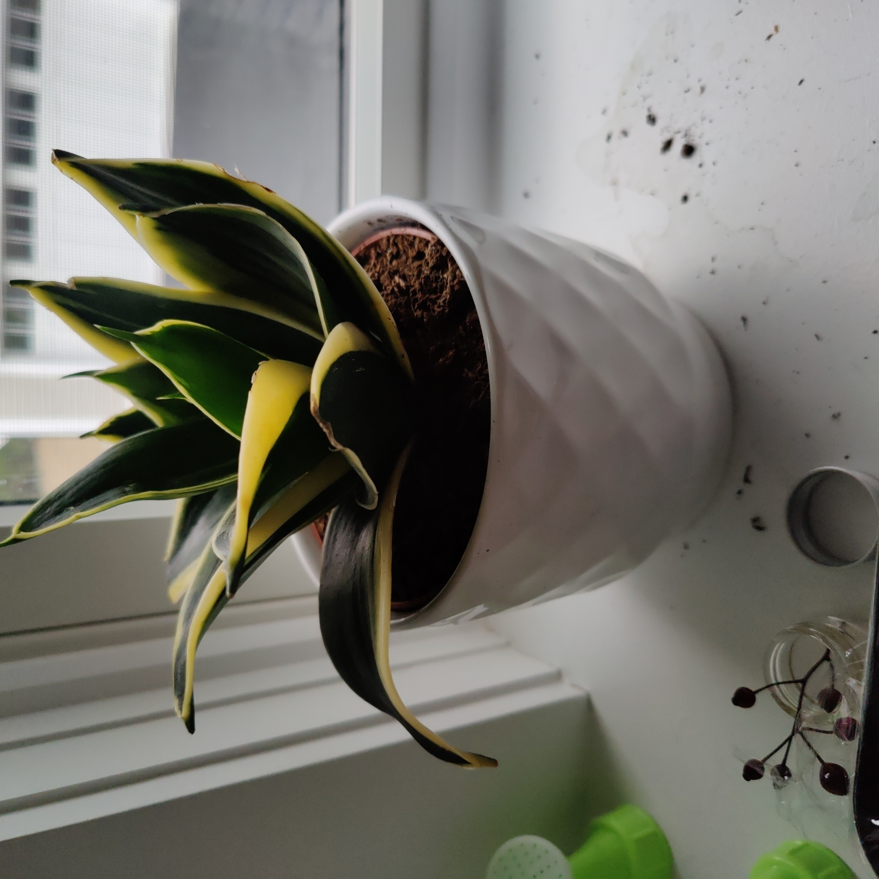 Black Star Snake Plant in a white pot on a windowsill with visible soil.