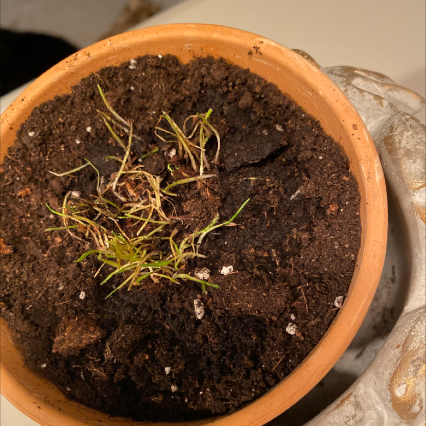 Potted wheatgrass with sparse green shoots and visible soil.