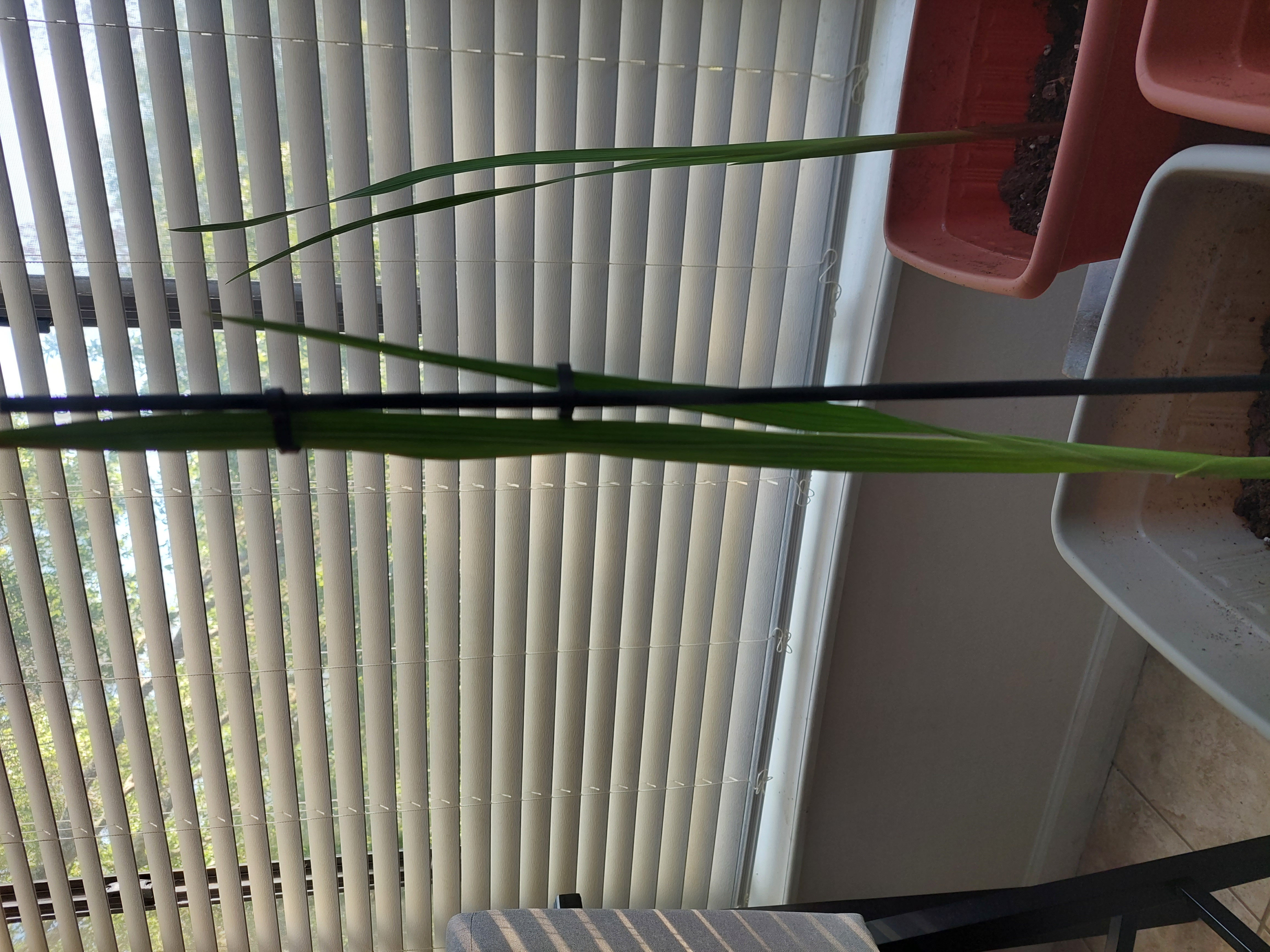 Photo of the plant species Marsh Gladiolus by @GuruChisme named Glady 3 on Greg, the plant care app