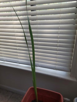 Marsh Gladiolus plant