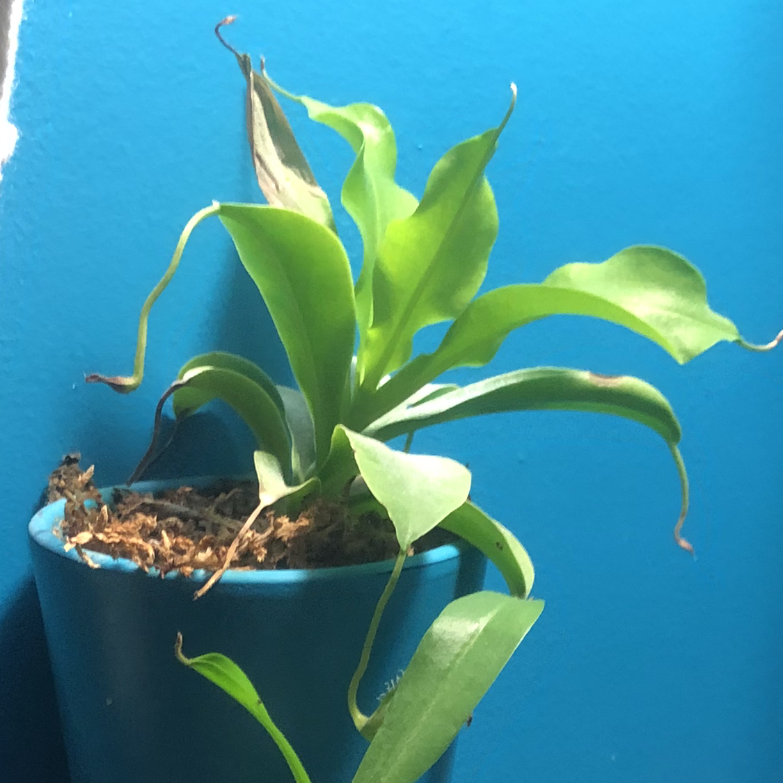 Tropical Pitcher Plant in a blue pot with some browning leaf tips against a blue background.