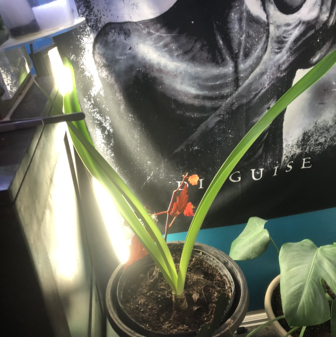 Potted Striped-Tubed Amaryllis with green and brown leaves, indoors near a light source.