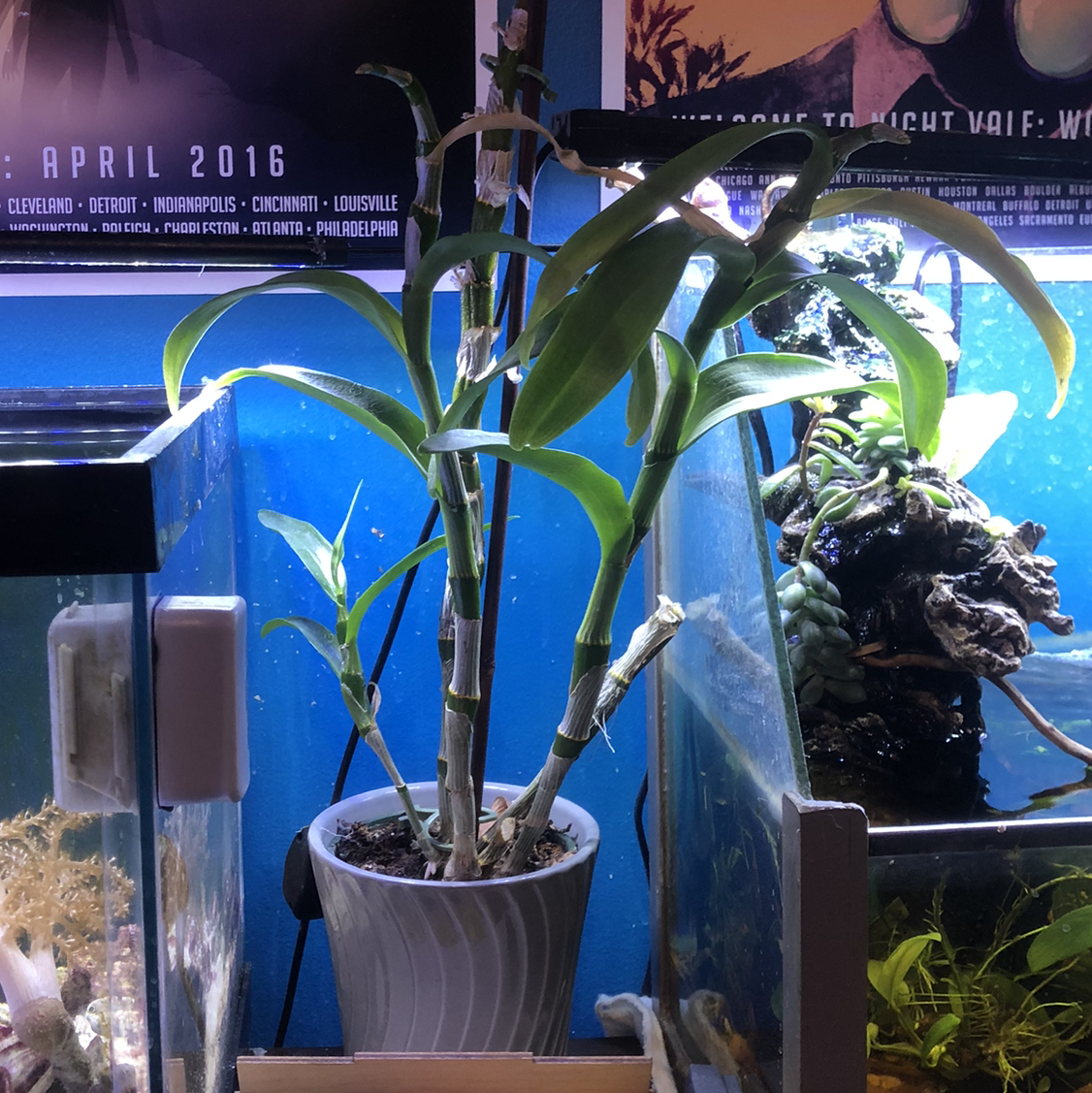 Noble Dendrobium plant in a white pot placed indoors between two aquariums.