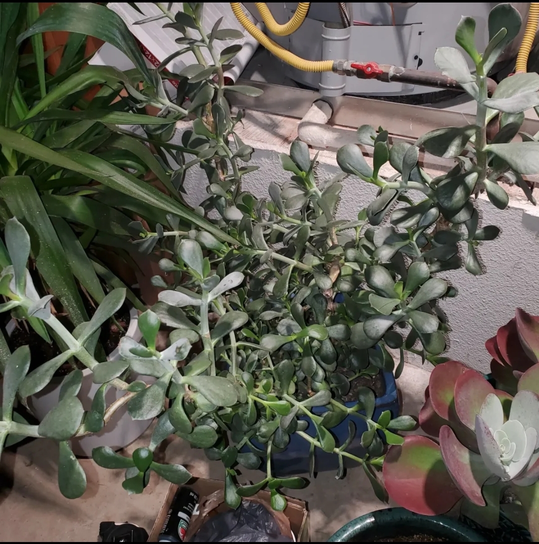 Image of a healthy Pig's Ear plant (Cotyledon orbiculata) with thick, succulent leaves.