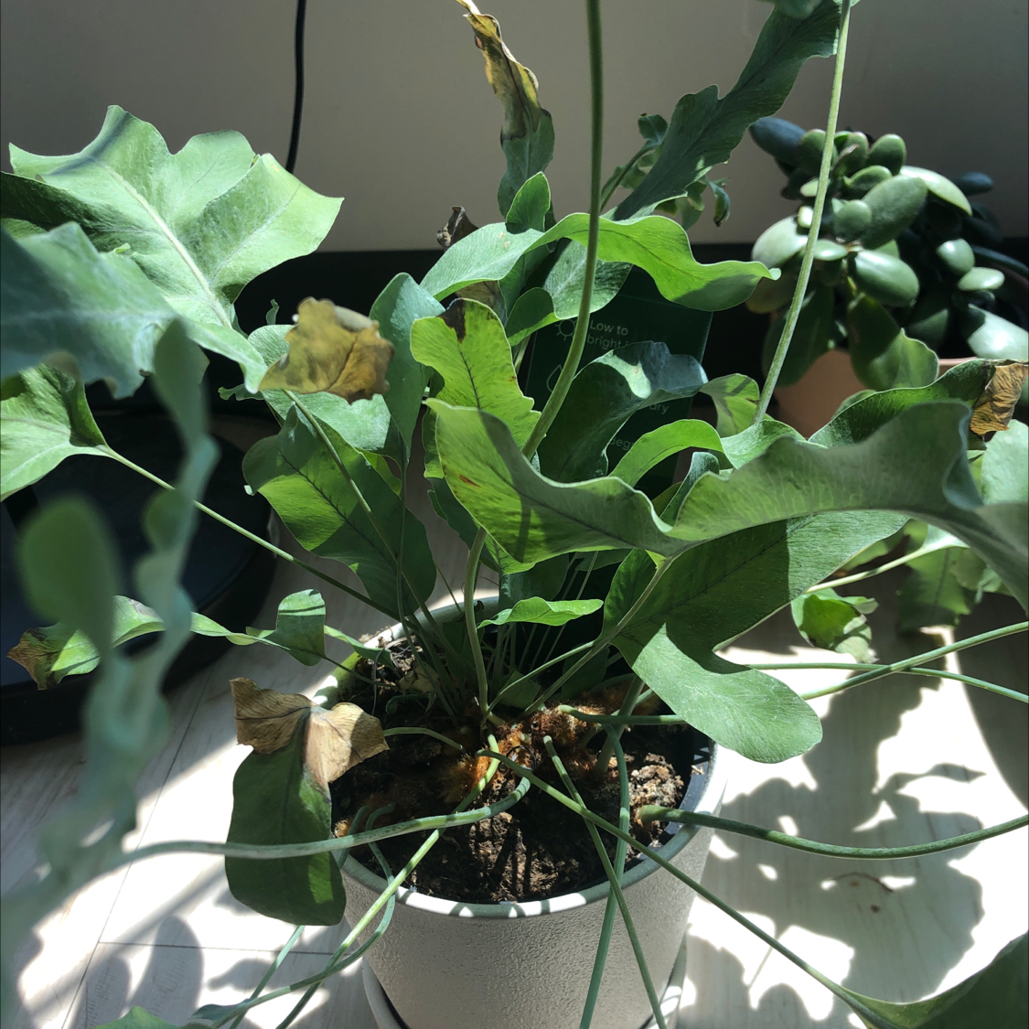 Blue Star Fern in a pot with some yellowing and browning leaves, indicating potential health issues.