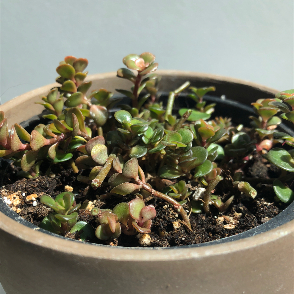 Healthy Sedum spectabile succulent with dense clusters of colorful fleshy leaves growing in a shallow ceramic pot with gritty soil mix.