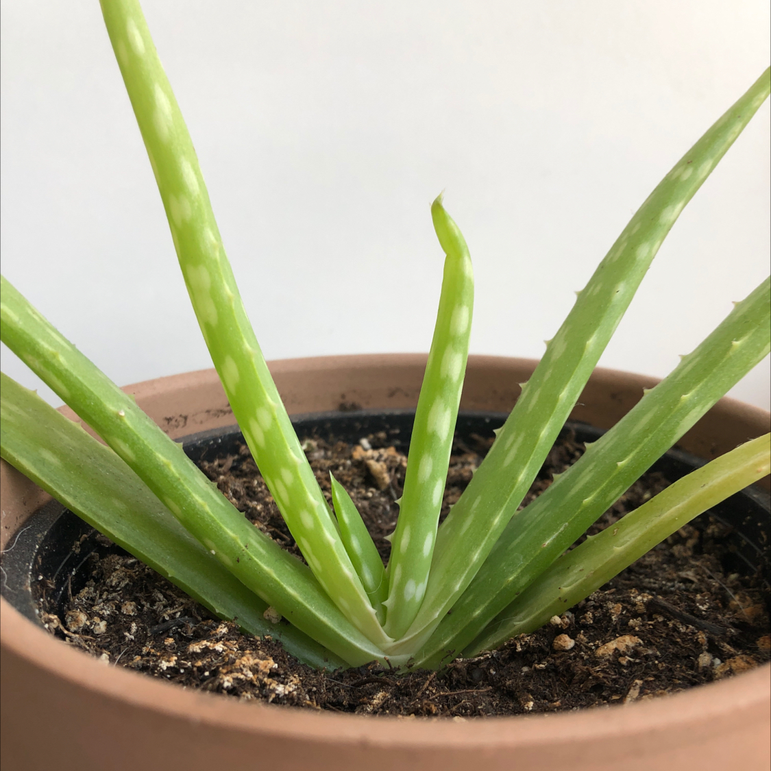 Photo of the plant species Aloe vera by @ariel named Alo on Greg, the plant care app