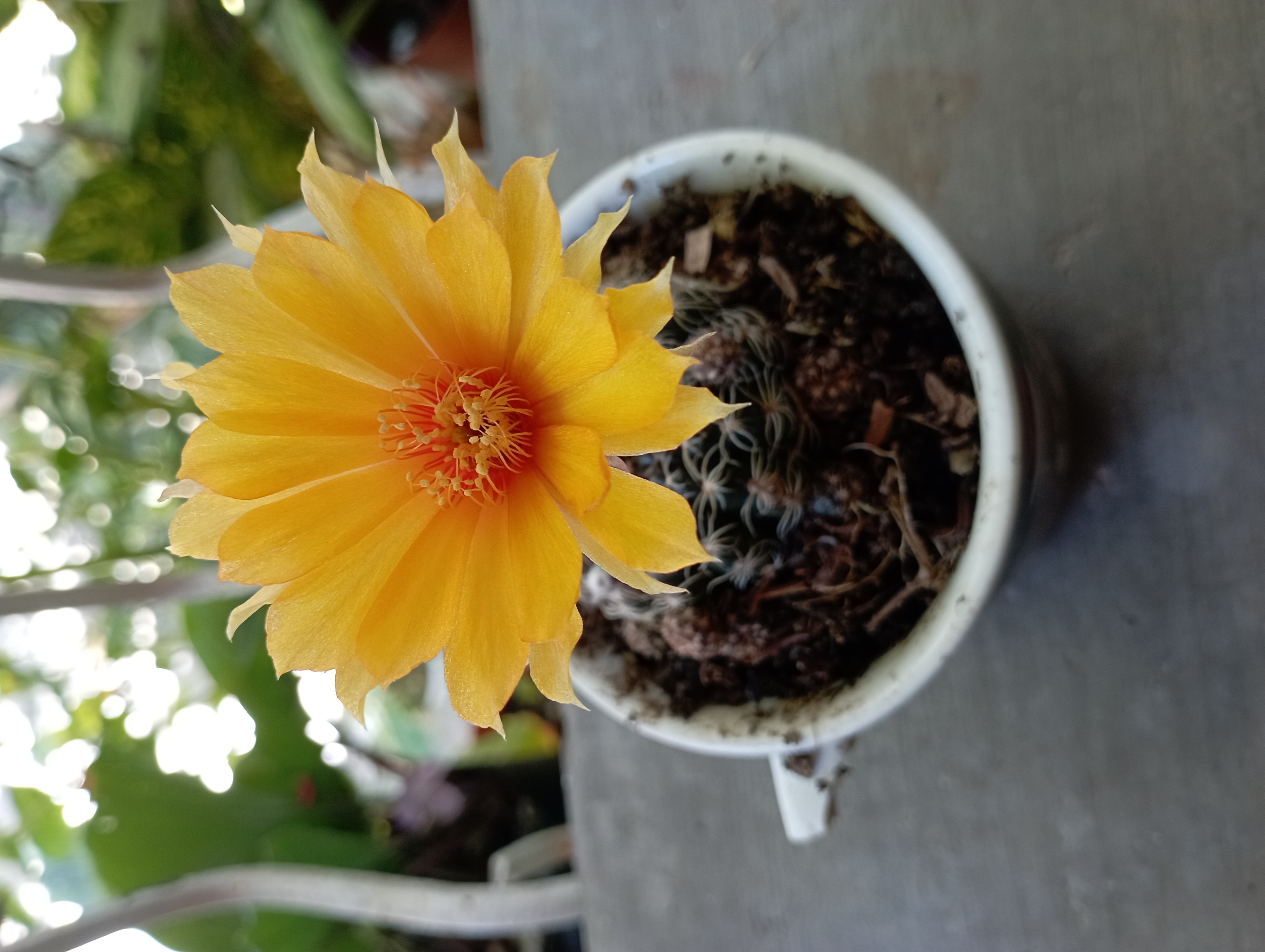 Photo of the plant species Rebutia arenacea by @evone named Patyy on Greg, the plant care app